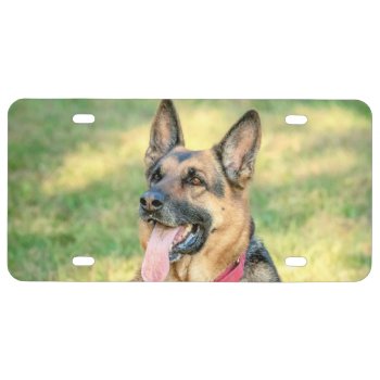 German Shepard License Plate by debscreative at Zazzle
