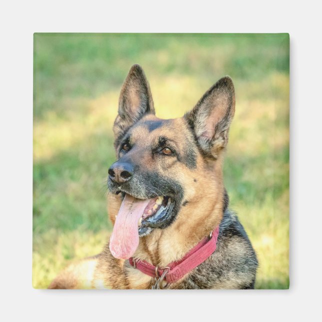 German Shepard Magnet (Front)