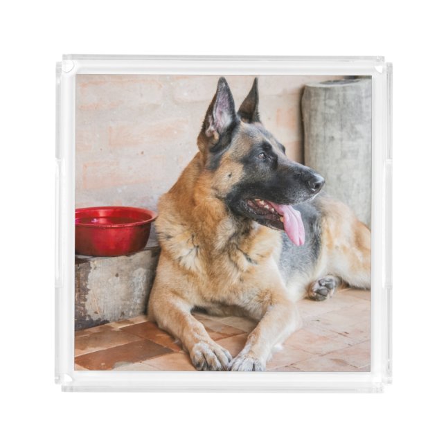 German Sheperd Resting By Water Basin Acrylic Tray (Front)