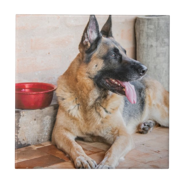 German Sheperd Resting By Water Basin Ceramic Tile (Front)