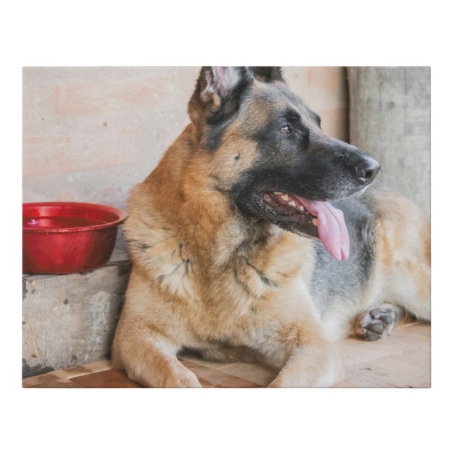 German Sheperd Resting By Water Basin Faux Canvas Print (Front)