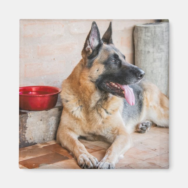 German Sheperd Resting By Water Basin Magnet (Front)