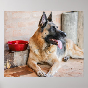 German Sheperd Resting By Water Basin Poster