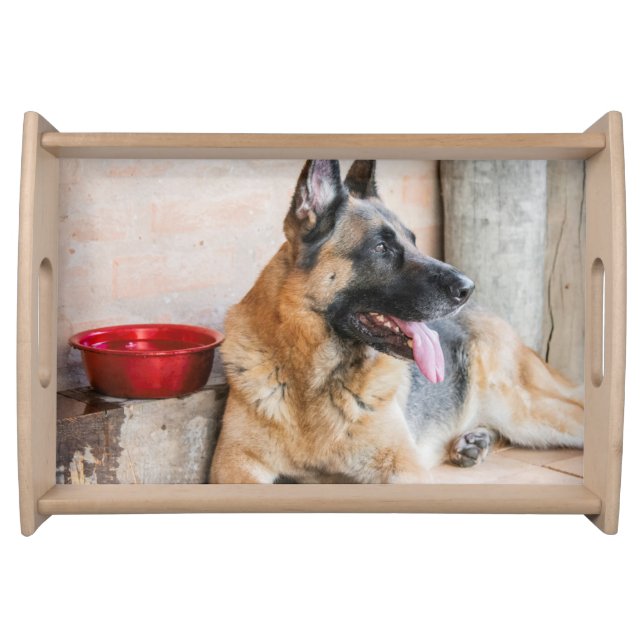 German Sheperd Resting By Water Basin Serving Tray (Front)
