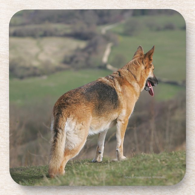German Shephard Looking Down Hill Beverage Coaster (Front)