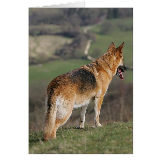 German Shephard Looking Down Hill Cards (Front)