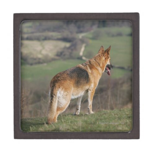 German Shephard Looking Down Hill Keepsake Box