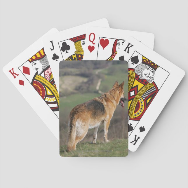 German Shephard Looking Down Hill Poker Cards (Back)
