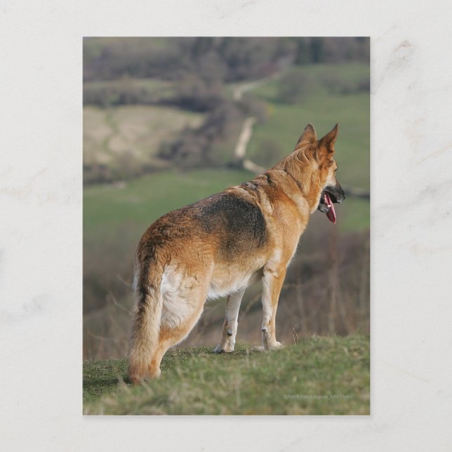 German Shephard Looking Down Hill Postcard (Front)