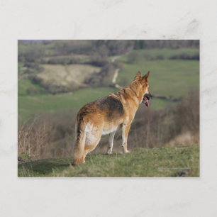 German Shephard Looking Down Hill Postcard