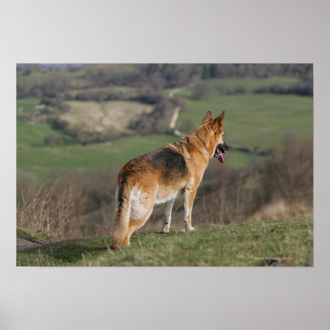 German Shephard Looking Down Hill Poster (Front)