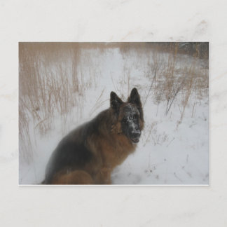 German Shephed Dog In Snowstorm Postcard
