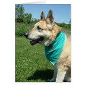 German Shepherd (Front)