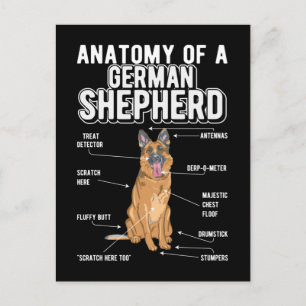 German Shepherd Anatomy Funny Dog Postcard