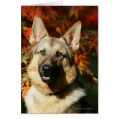 German Shepherd Autumn Leaves (Front)