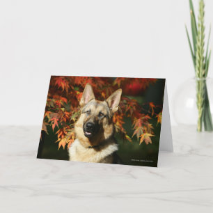 German Shepherd Autumn Leaves Card
