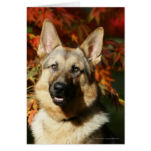 German Shepherd Autumn Leaves Cards (Front)