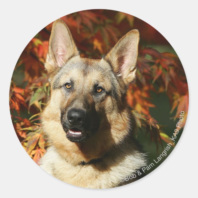German Shepherd Autumn Leaves Classic Round Sticker (Front)