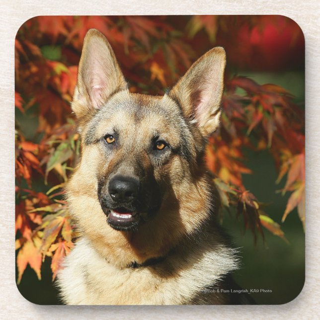 German Shepherd Autumn Leaves Drink Coaster (Front)