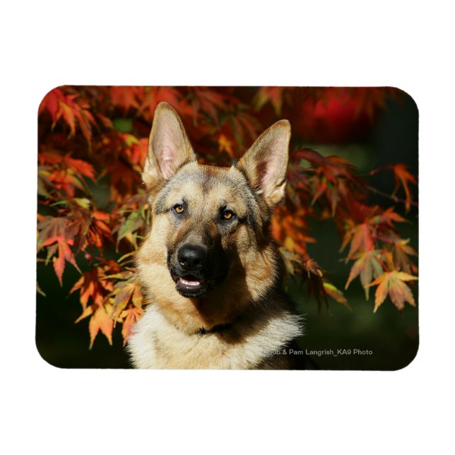 German Shepherd Autumn Leaves Magnet (Horizontal)