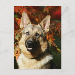 Dt Schäferhund  Postkarte German  Shepherd Postcard  # 36 
