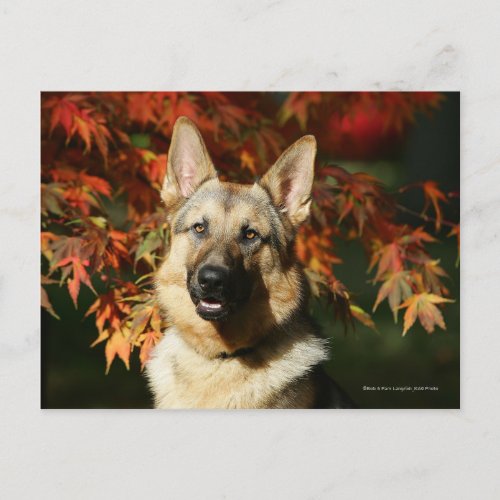 German Shepherd Autumn Leaves Postcard