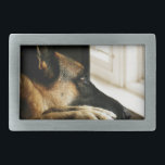 German Shepherd Belt Buckle<br><div class="desc">A stunning photo of a German Shepherd capturing a look that will melt your heart.  Great gift idea for the German Shepherd lover!</div>