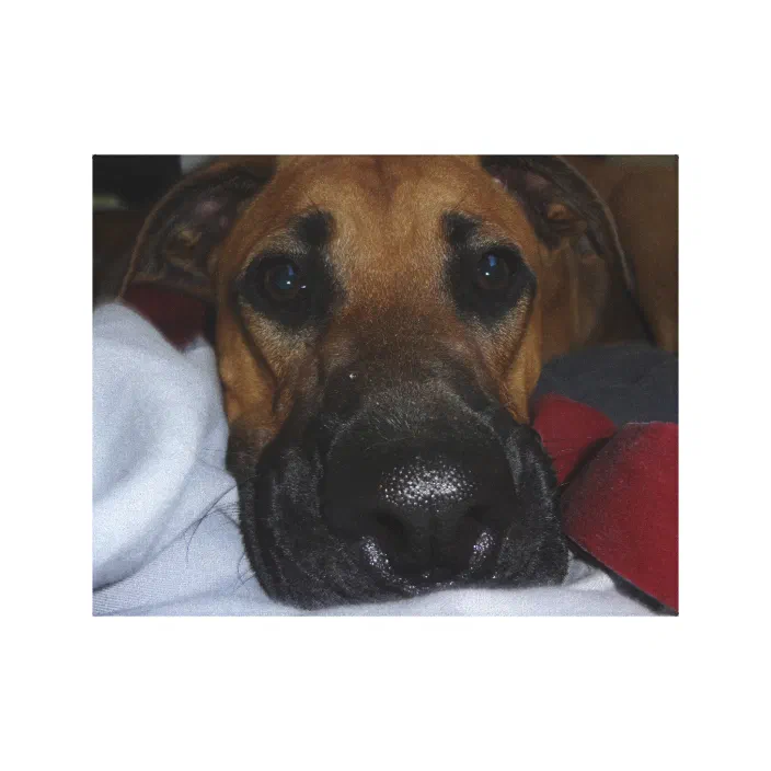 German Shepherd Boxer Mix Closeup Canvas Print Zazzle Com