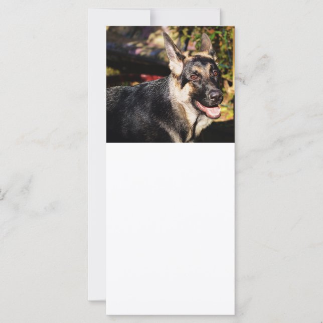 German Shepherd by Shirley Taylor (Front)