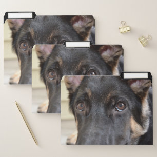 German Shepherd by Shirley Taylor File Folder