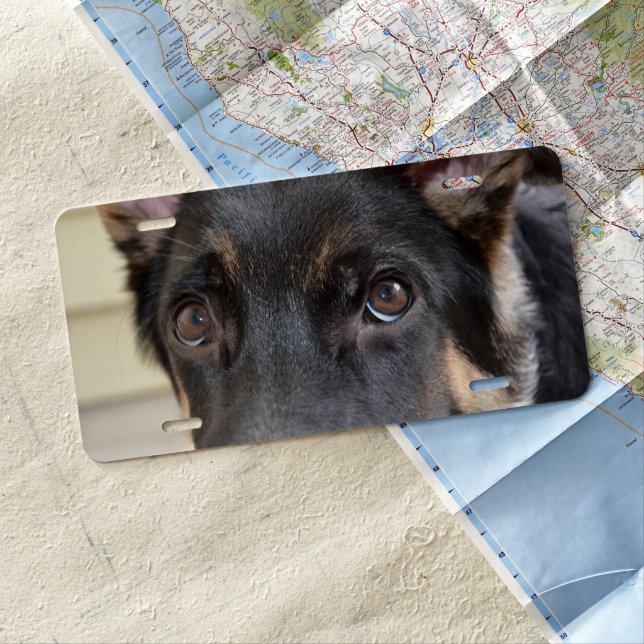 German Shepherd by Shirley Taylor License Plate (In Situ)