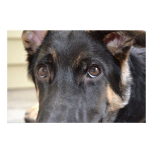 German Shepherd by Shirley Taylor Photo Print