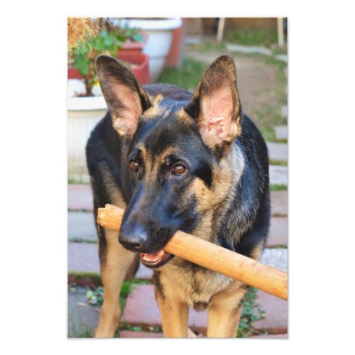 German Shepherd by Shirley Taylor Photo Print