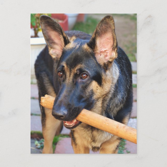 German Shepherd by Shirley Taylor Postcard (Front)