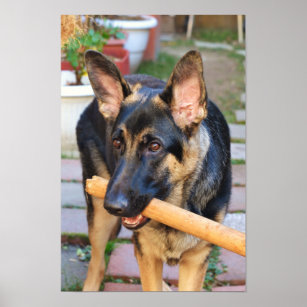 German Shepherd by Shirley Taylor Poster