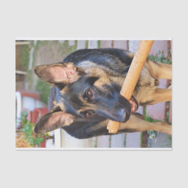 German Shepherd by Shirley Taylor Tissue Paper (Front)