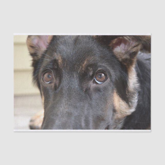 German Shepherd by Shirley Taylor Tissue Paper (Front)