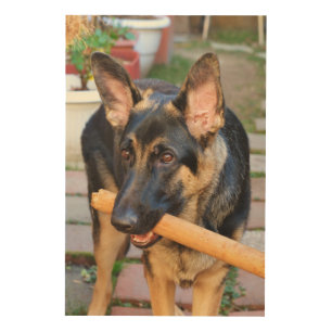 German Shepherd by Shirley Taylor Wood Wall Art