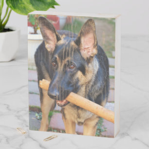 German Shepherd by Shirley Taylor Wooden Box Sign