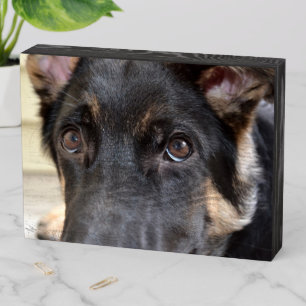 German Shepherd by Shirley Taylor Wooden Box Sign