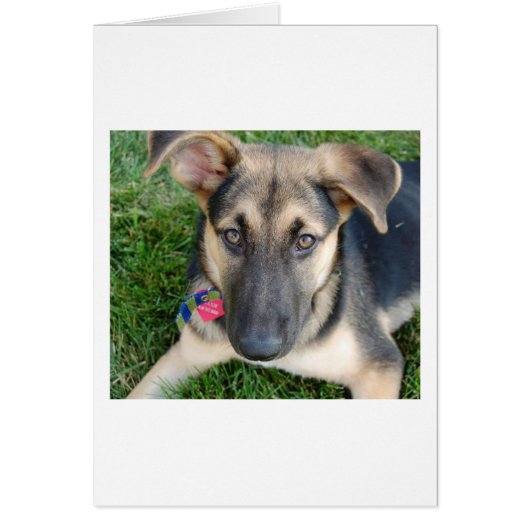 German Shepherd Cards (Front)