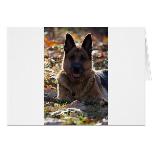 German Shepherd Cards (Front Horizontal)