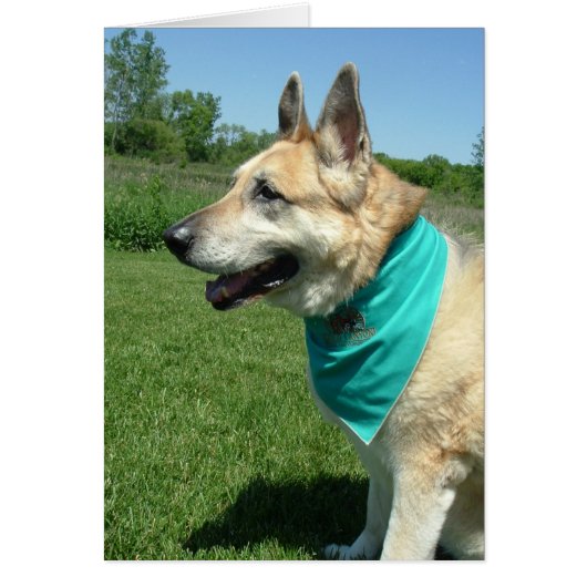 German Shepherd Cards (Front)