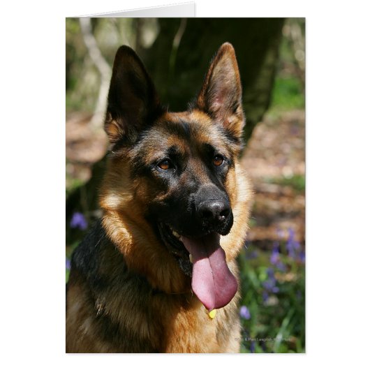 German Shepherd Cards (Front)