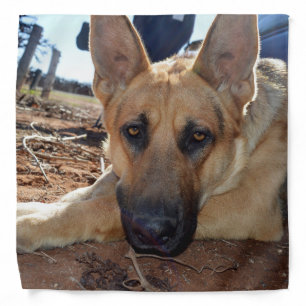 German Shepherd Cat Naps, Bandana