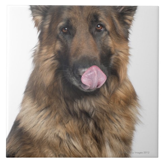 German Shepherd Ceramic Tile (Front)
