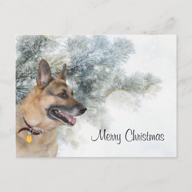 German Shepherd Christmas Holiday Postcard (Front)