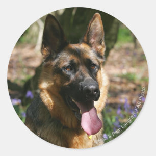 German Shepherd Classic Round Sticker