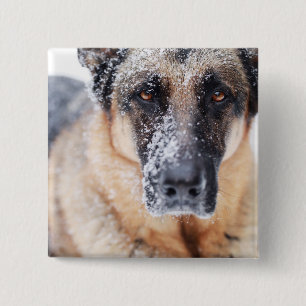 German Shepherd Closeup Covered In Snow Button