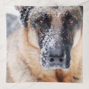 German Shepherd Closeup Covered In Snow Trinket Tray